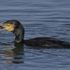 Kormoran (Phalacrocorax carbo)