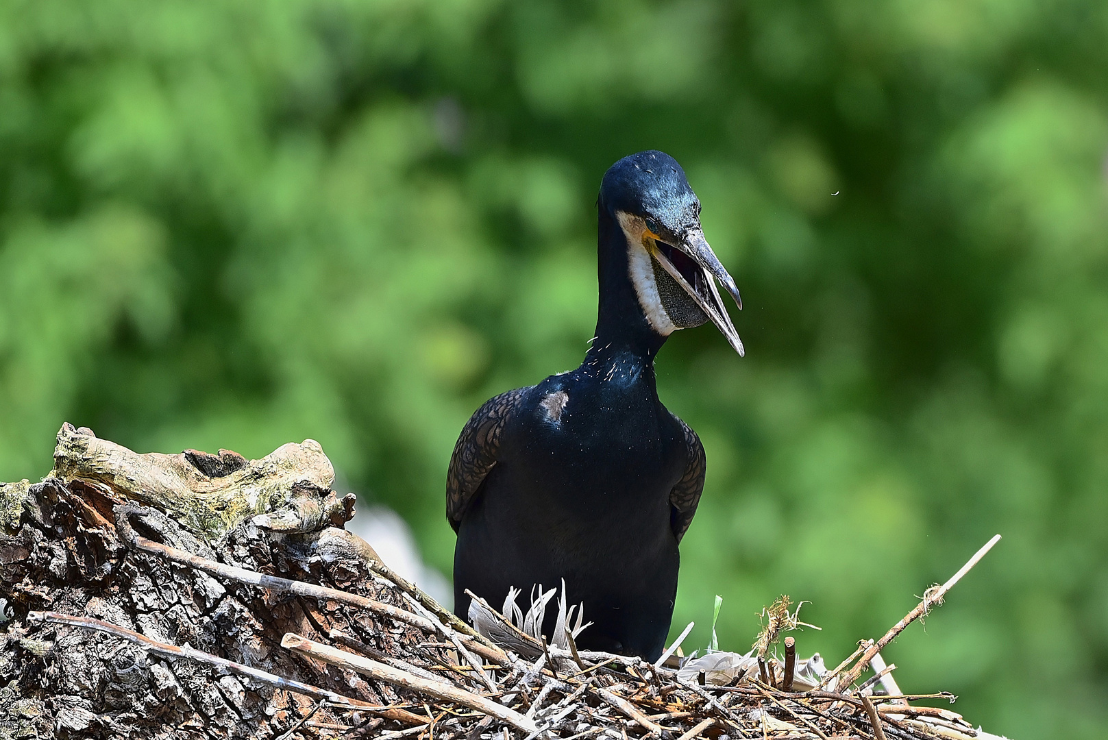 Kormoran (Phalacrocorax carbo)