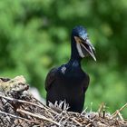 Kormoran (Phalacrocorax carbo)