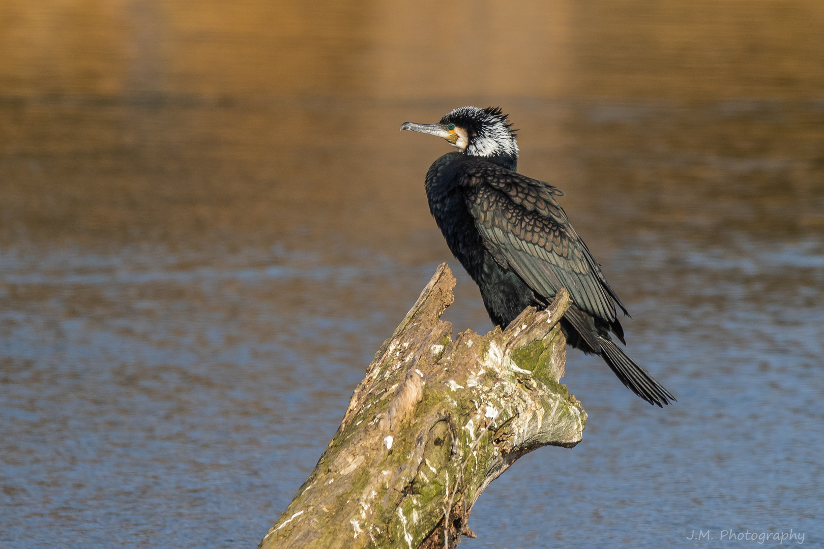 Kormoran (Phalacrocorax carbo) 