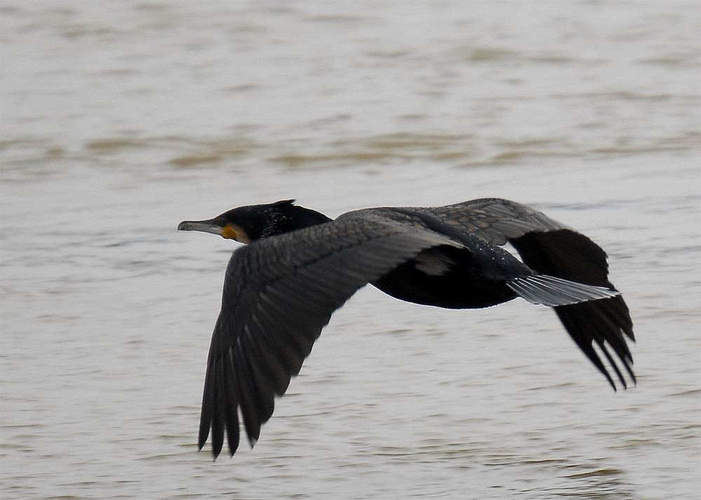 Kormoran (Phalacrocorax carbo)