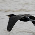 Kormoran (Phalacrocorax carbo)