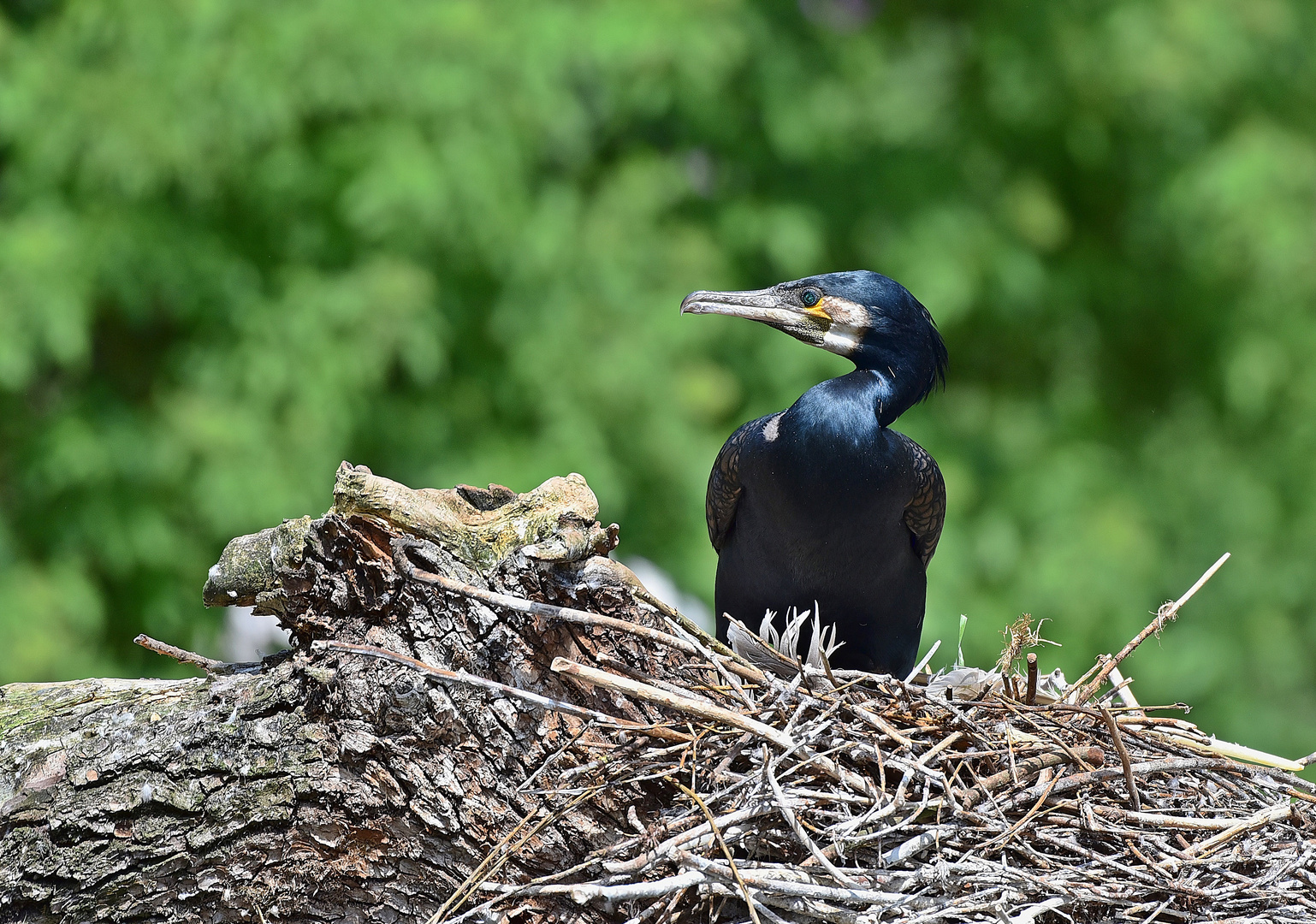 Kormoran (Phalacrocorax carbo)