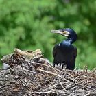 Kormoran (Phalacrocorax carbo)