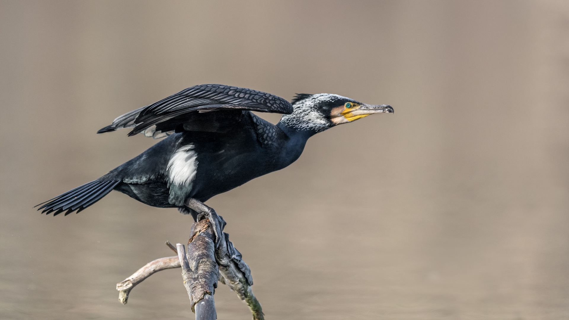 Kormoran (Phalacrocorax carbo)