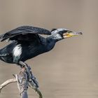 Kormoran (Phalacrocorax carbo)