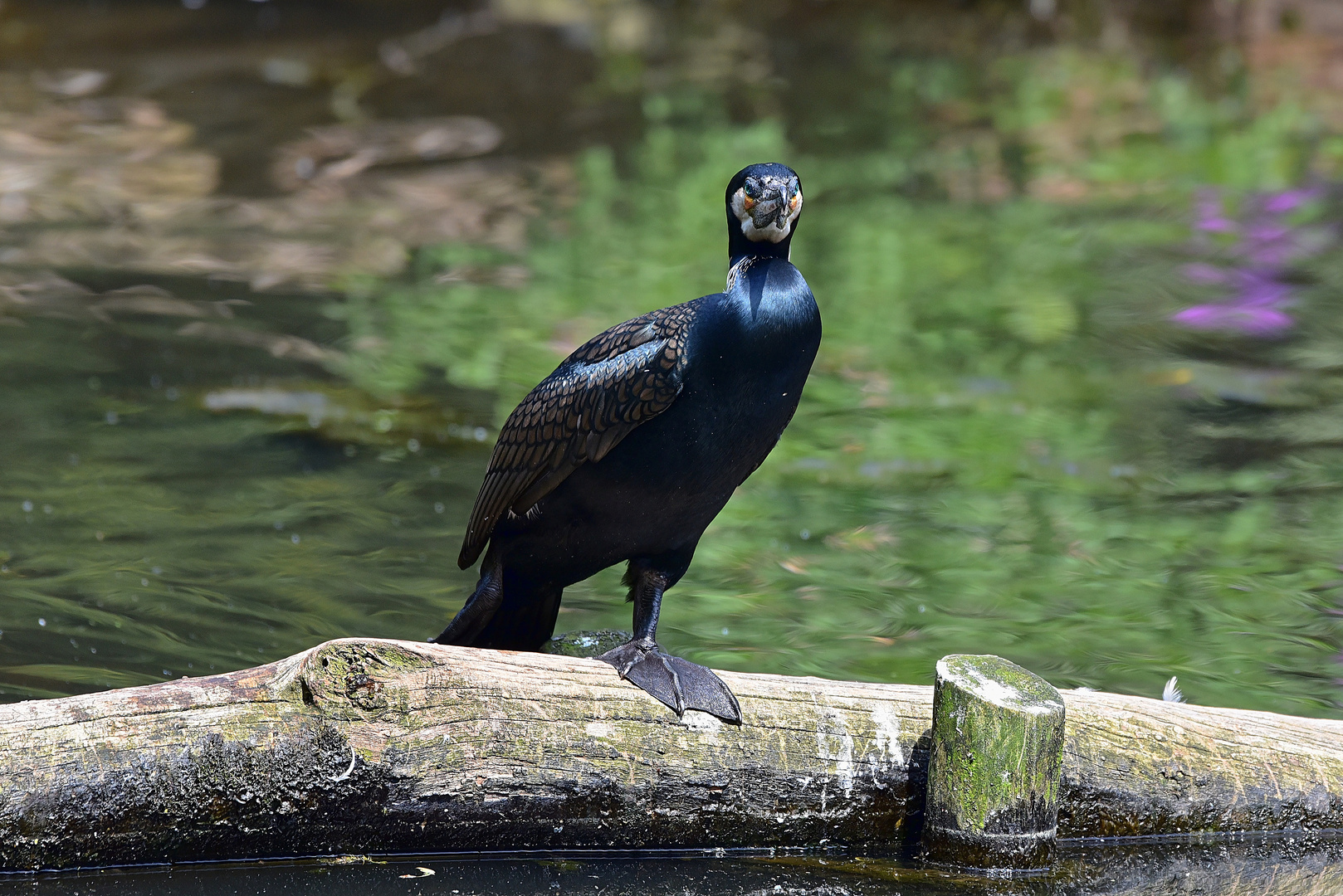 Kormoran (Phalacrocorax carbo)