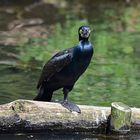 Kormoran (Phalacrocorax carbo)