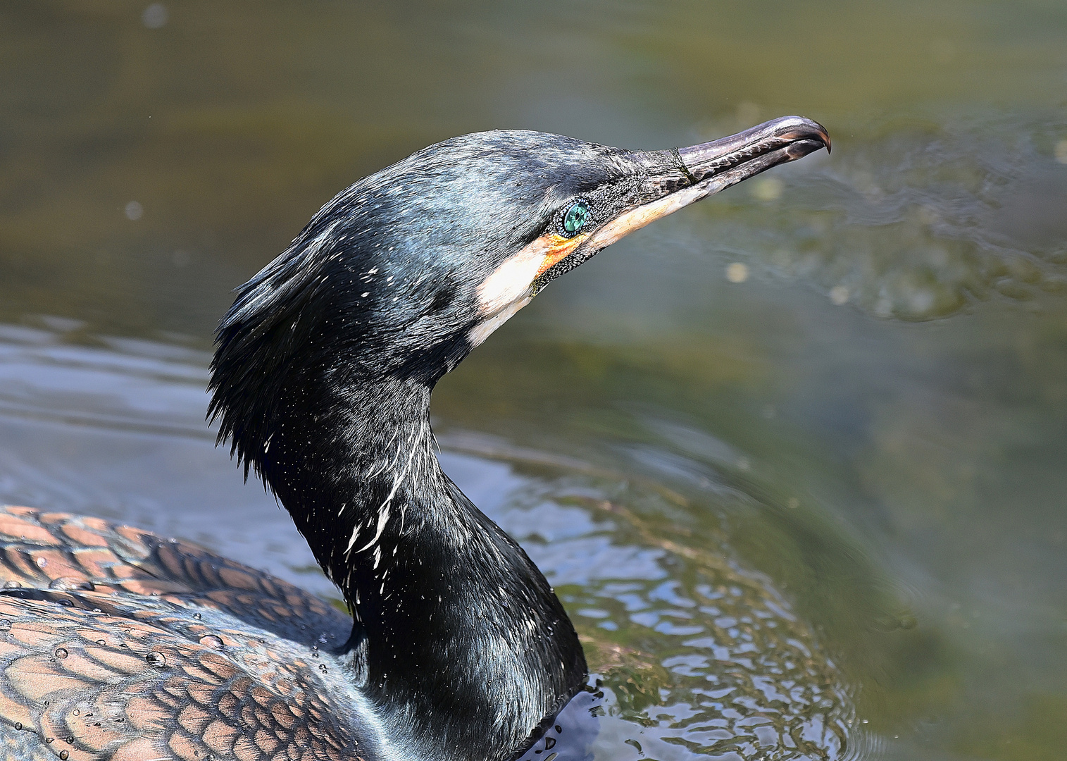 Kormoran (Phalacrocorax carbo)