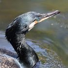 Kormoran (Phalacrocorax carbo)