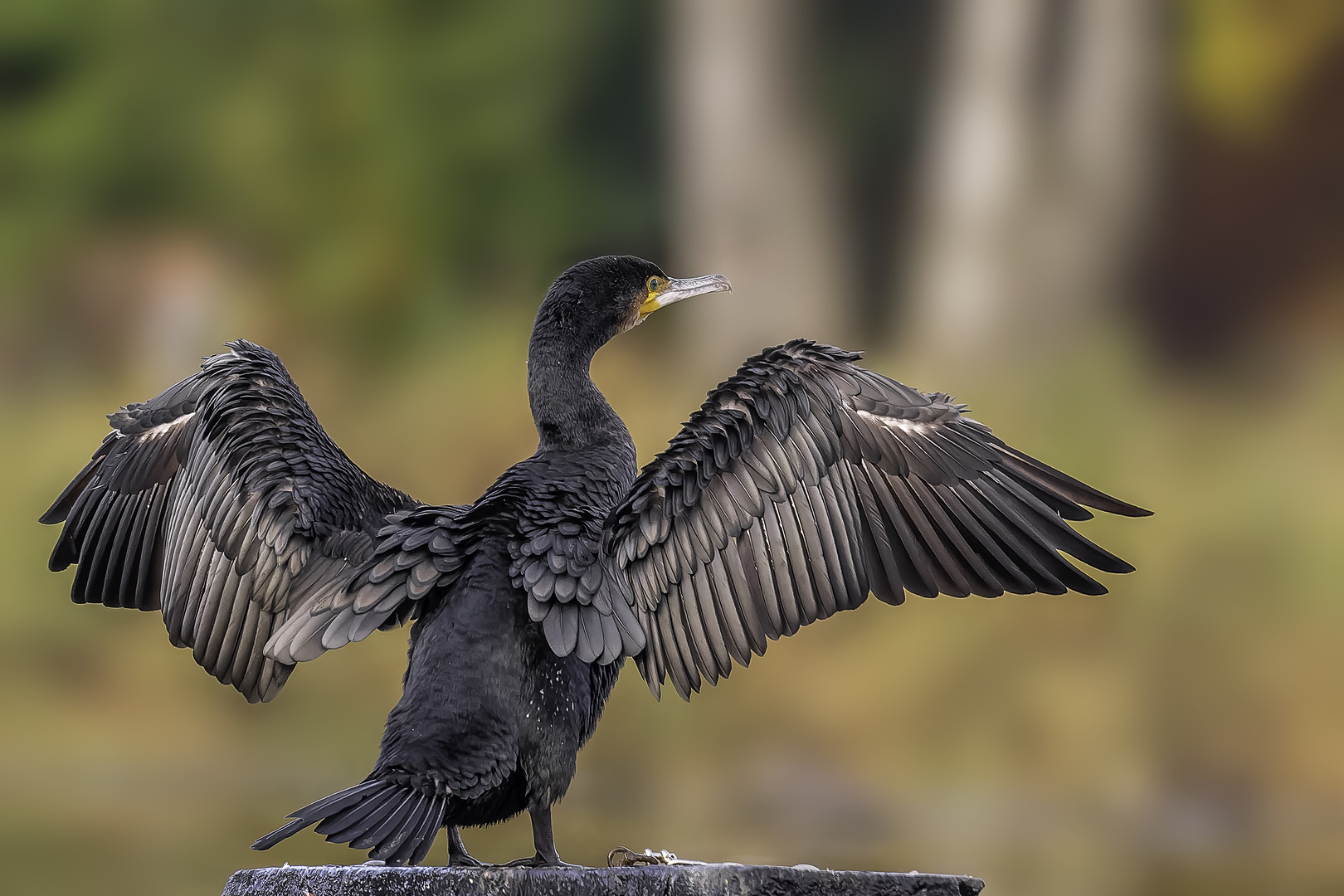 Kormoran (Phalacrocorax carbo)