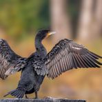 Kormoran (Phalacrocorax carbo)