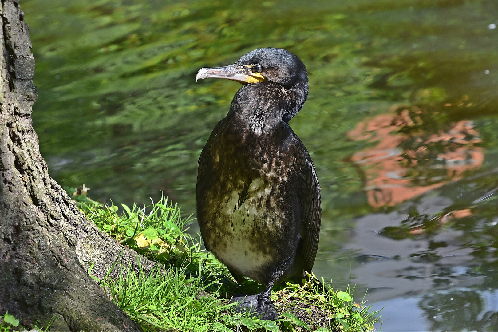 Kormoran (Phalacrocorax carbo)