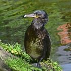 Kormoran (Phalacrocorax carbo)