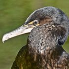 Kormoran (Phalacrocorax carbo)