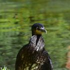 Kormoran (Phalacrocorax carbo)