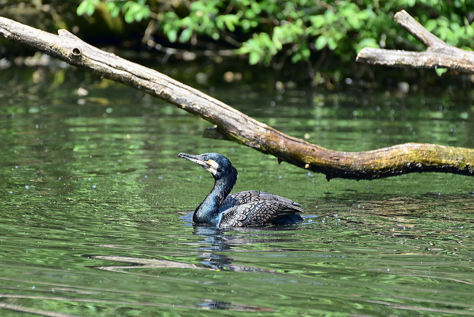 Kormoran (Phalacrocorax carbo)