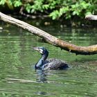 Kormoran (Phalacrocorax carbo)