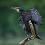 Kormoran (Phalacrocorax carbo)^ von Marius Bast 