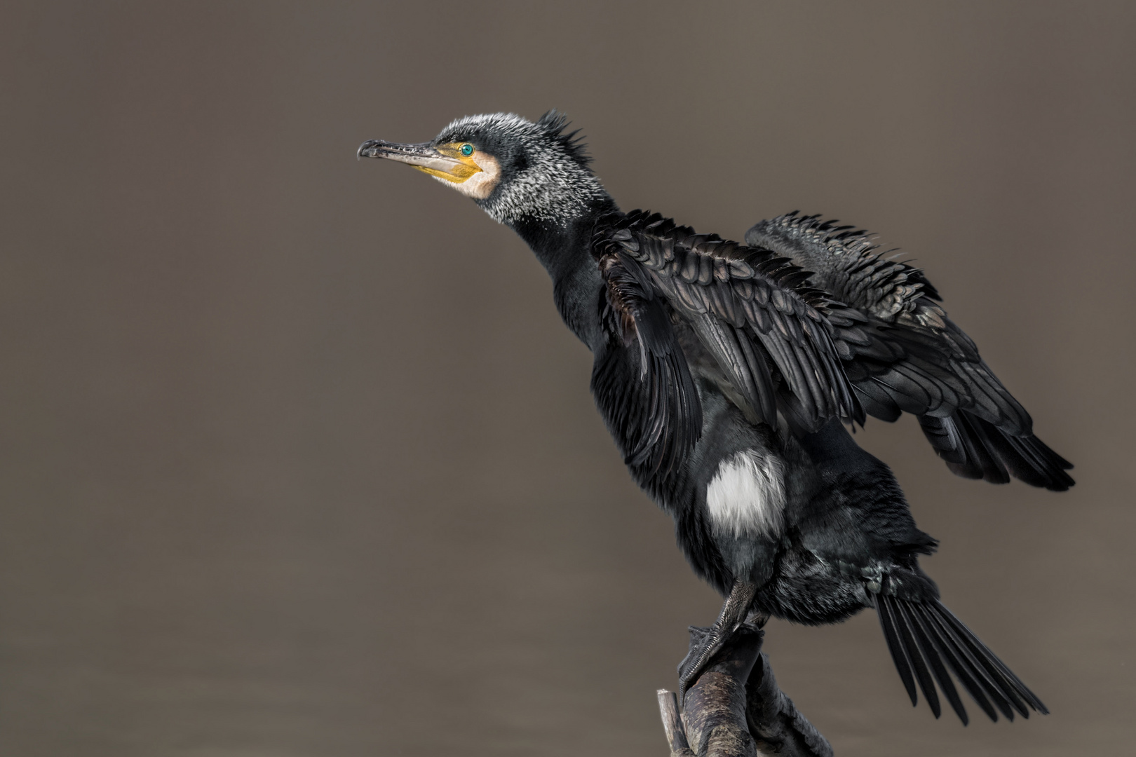 Kormoran (Phalacrocorax carbo)