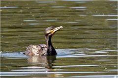 Kormoran (Phalacrocorax carbo)