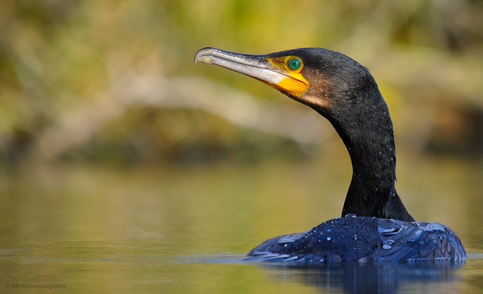 Kormoran (Phalacrocorax carbo)