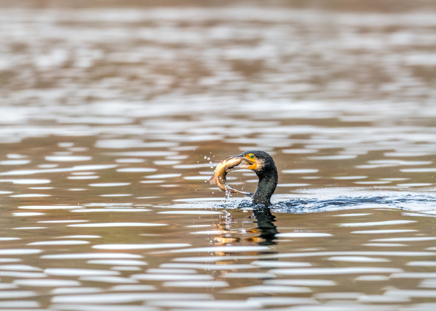 Kormoran (Phalacrocorax carbo)