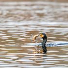 Kormoran (Phalacrocorax carbo)