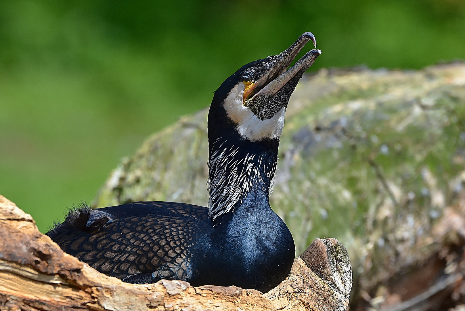 Kormoran (Phalacrocorax carbo)