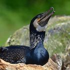 Kormoran (Phalacrocorax carbo)