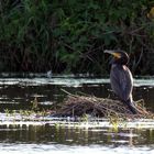 Kormoran (Phalacrocorax carbo)