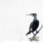 Kormoran (Phalacrocorax carbo)