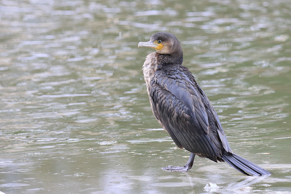 Kormoran - Phalacrocorax carbo