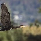 Kormoran (Phalacrocorax carbo)