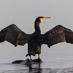 Kormoran (Phalacrocorax carbo)