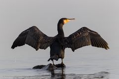 Kormoran (Phalacrocorax carbo)