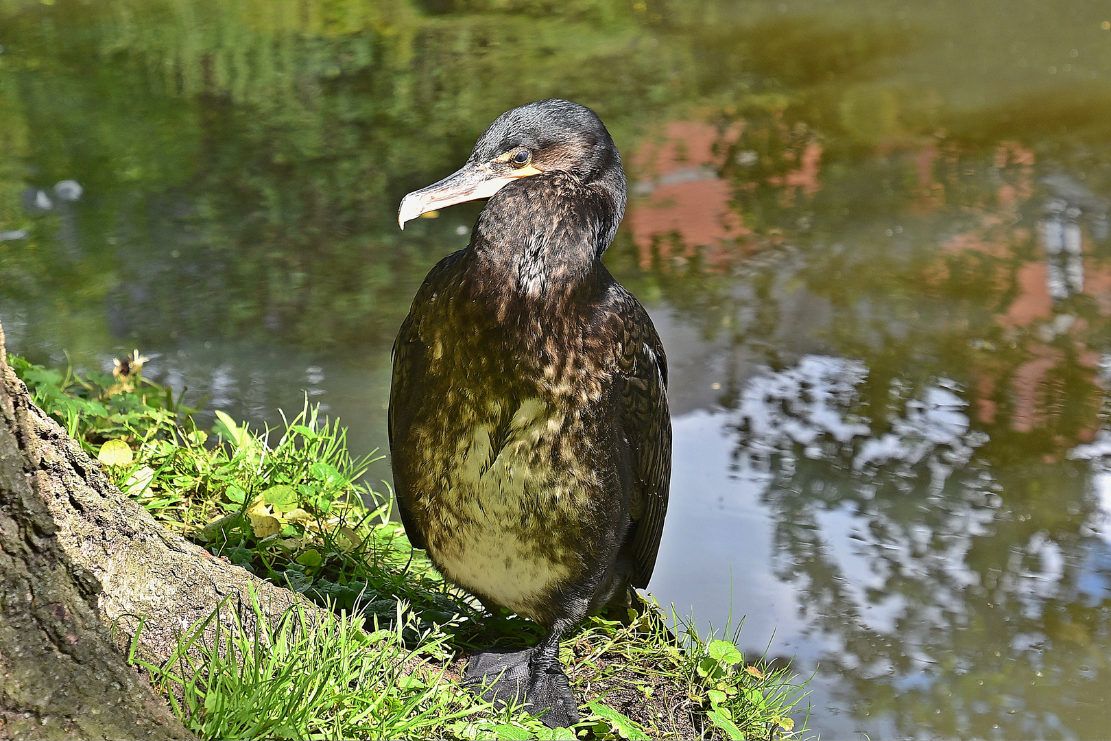 Kormoran (Phalacrocorax carbo)