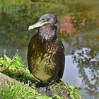 Kormoran (Phalacrocorax carbo)