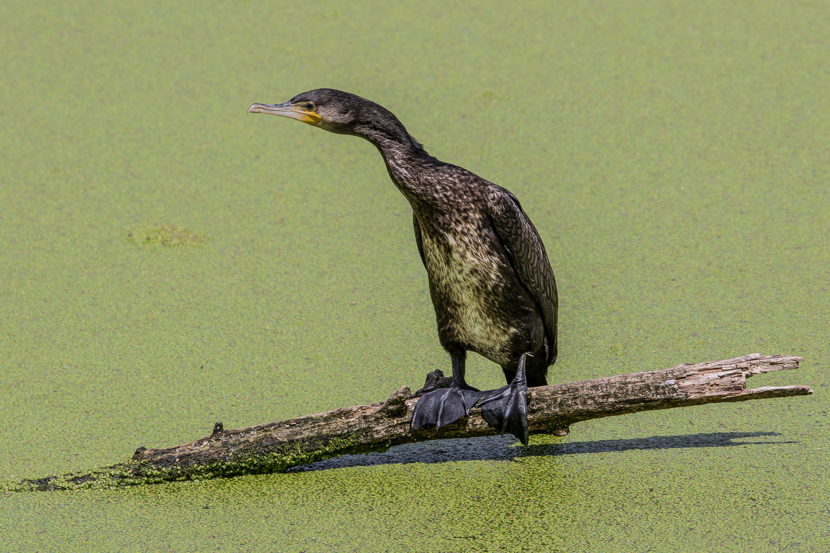 Kormoran (Phalacrocorax carbo),,,