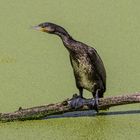 Kormoran (Phalacrocorax carbo),,,