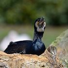 Kormoran (Phalacrocorax carbo)