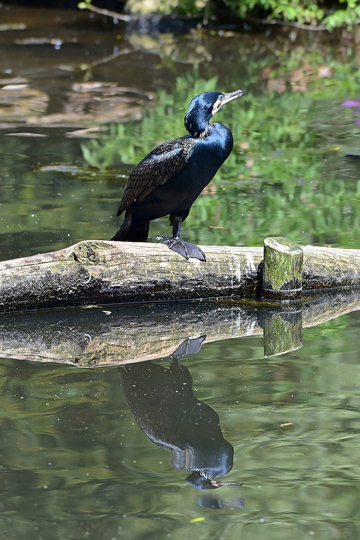 Kormoran (Phalacrocorax carbo)