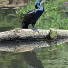 Kormoran (Phalacrocorax carbo)