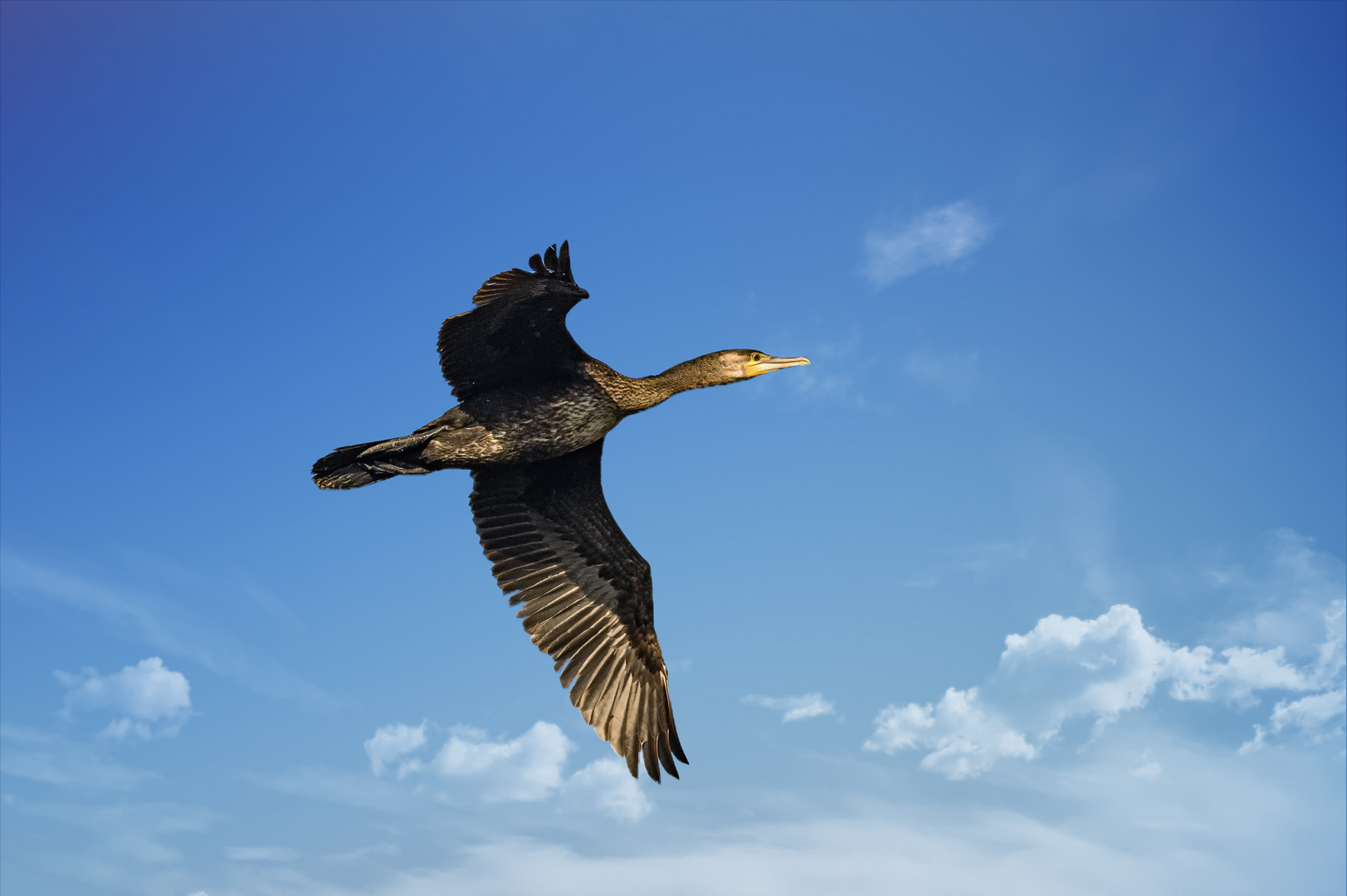  Kormoran (Phalacrocorax carbo)