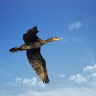  Kormoran (Phalacrocorax carbo)