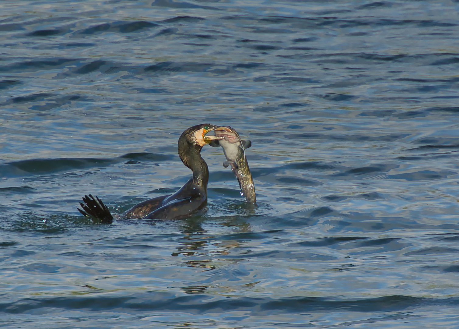 Kormoran (Phalacrocorax carbo) mit Beute