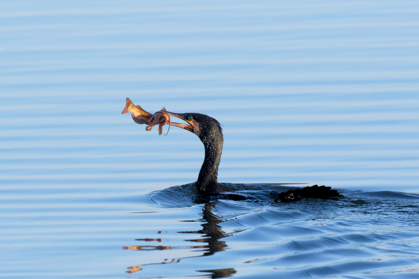 Kormoran (Phalacrocorax carbo) mit Wels