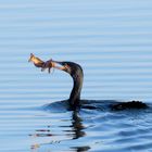 Kormoran (Phalacrocorax carbo) mit Wels