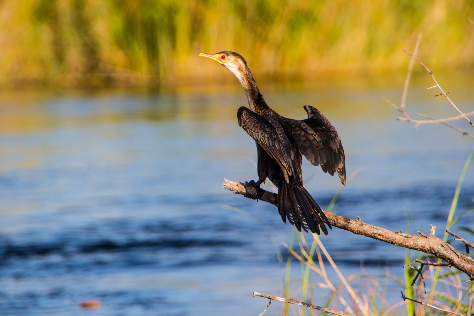 Kormoran (Phalacrocorax carbo), Namiba