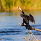 Kormoran (Phalacrocorax carbo), Namiba